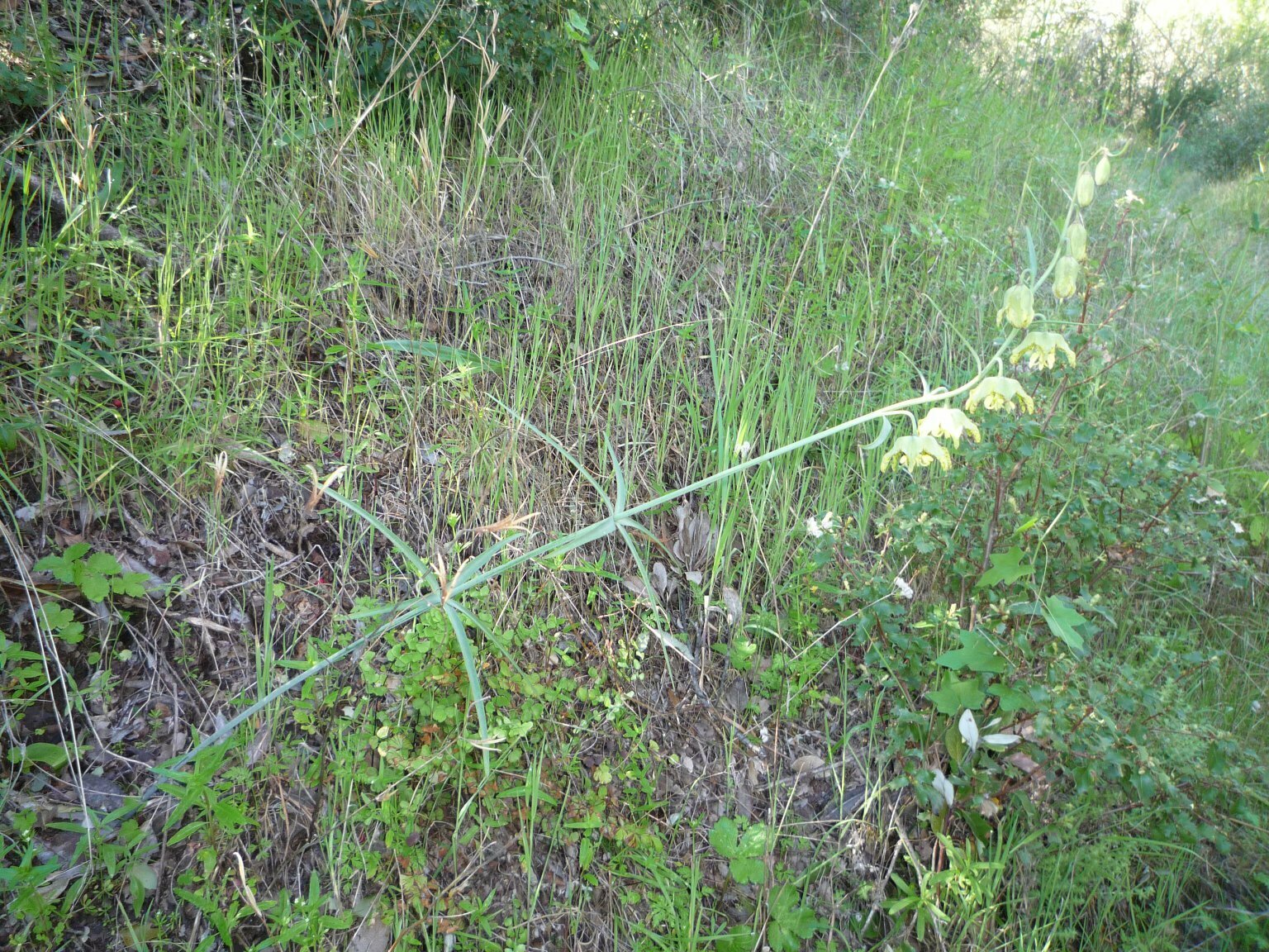High Resolution Fritillaria ojaiensis Plant
